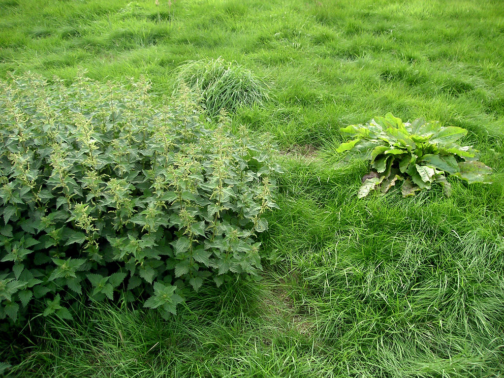 Extracto de Ortiga Natural